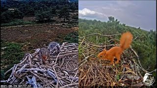 Squirrels in osprey nests/Белочки заглянули в гости!