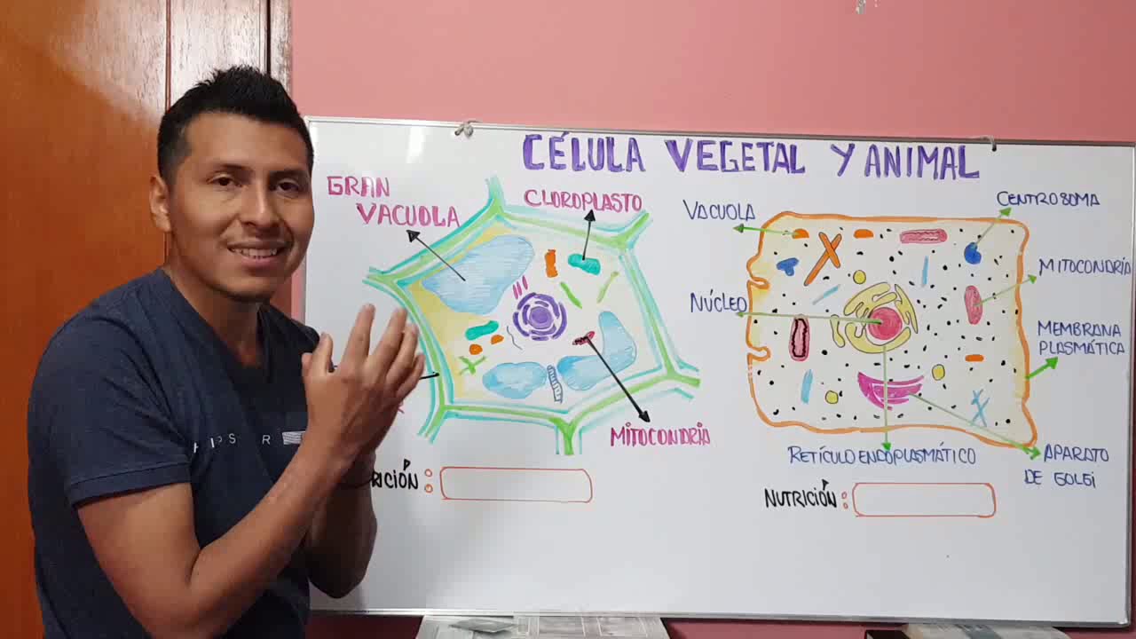 DIFERENCIA ENTRE LA CÉLULA ANIMAL Y VEGETAL