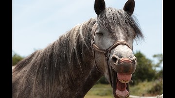 Horse Walk Cycle Animation | 1 hour loop