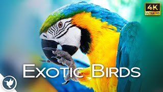 Beautiful & Relaxing Piano Music With Some of The Most Beautiful birds in The World - In 4K UHD by Relax Earthfully 1,616 views 1 year ago 1 hour, 14 minutes