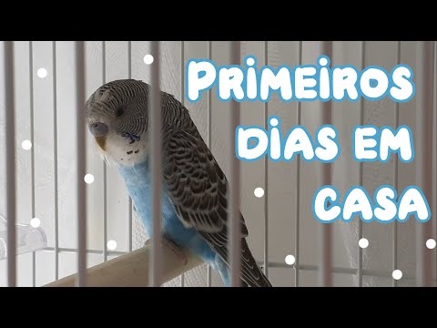 Vídeo: Como Cuidar De Um Periquito