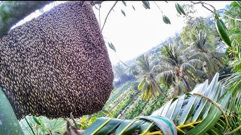 # CẶN CẢNH CHiNH PHỤC TỔ ONG RỪNG DAO 2 CÓ BẦU MẬT PHÌ KHỦNG