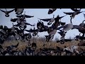 Mallards canada geese swarm a corn field during snow storm swans waterfowl browning trail camera