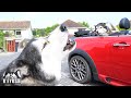 Husky TALKS To Best Friend In Back Of Convertible!