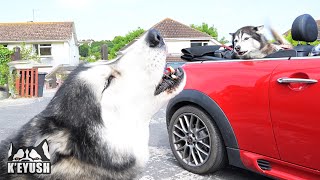 Husky TALKS To Best Friend In Back Of Convertible!