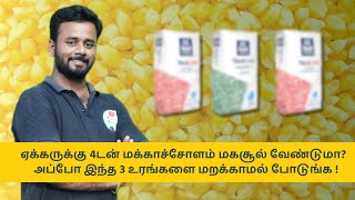 maize highest yield Management - ஏக்கருக்கு 4டன் மக்காச்சோளம் மகசூல் வேண்டுமா என்ன உரம் போடனும்