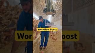 Why Layer Farms Are Switching to a Configurable Egg Cart System