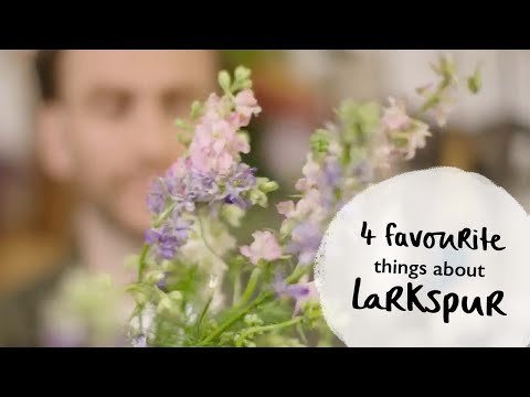 Video: Apakah warna larkspurs?