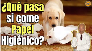 ¿QUE PASA SI MI PERRO COME PAPEL HIGIÉNICO?