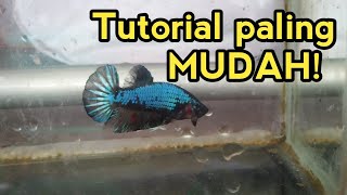 How to Breed Betta Fish for Quick Spawning || Blue Samurai X Koi Crossbreeding