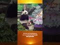 China: le festejaron un cumpleaños a un oso panda