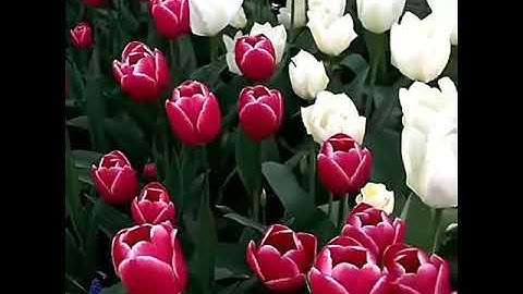 القارئ الشيخ عبد الولي الأركاني