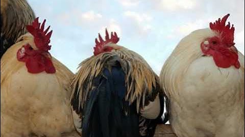 Kizoa Movie - Video - Slideshow Maker: Colours Matter 1