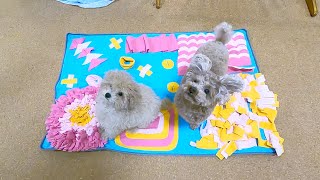 パパからの大量プレゼントに狂喜乱舞するトイプードルと子犬がこちらですw