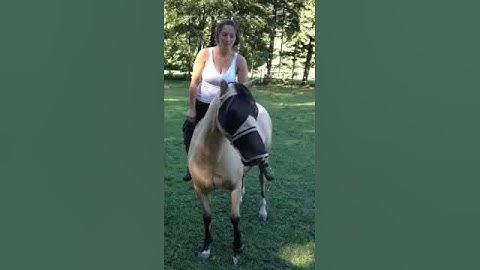Backing up without reins - BnF Horsemanship