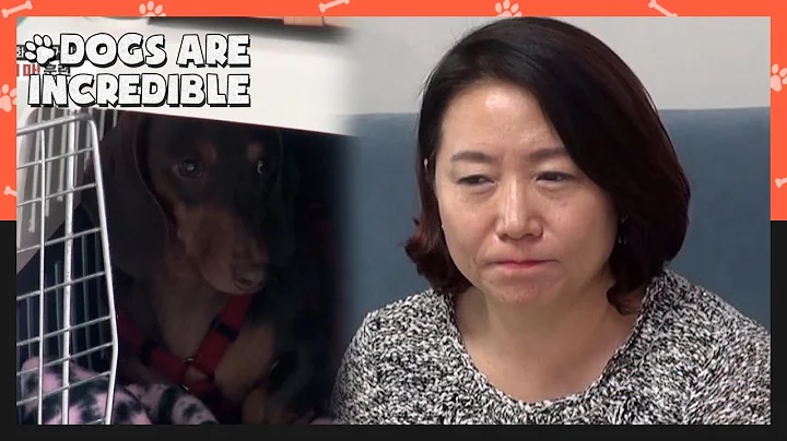 Bongsik sighed deeply between his owners (Dogs are incredible) | KBS WORLD TV 201118 - 天天要聞