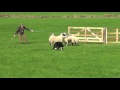 Irish National Sheepdog Trials 2016 JP McGee's Glencregg Silver(Jnr)