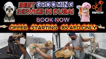 🐾 Pet Grooming in Dubai – From 85 AED | Pawfection Pets Grooming | Book on WhatsApp