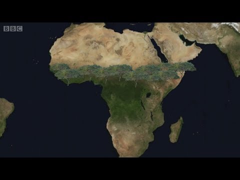 Why is  Africa building a great green wall? (BBC News Gujarati)