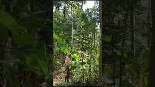 Download Lagu Across The Rain Forest, Banana, Porang And Cassava, Pacitan Regency, East Java, Indonesia, 2024 MP3