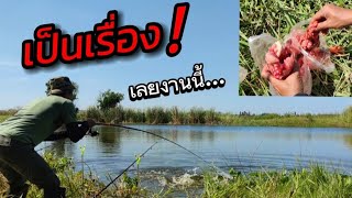 ❗เรียกแขกได้ดีจริงๆ | ตกปลาชะโดหน้าดิน | เหยื่อสด | fishing | sneakhead fish | ตกปลาช่อนหน้าดิน