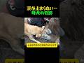 【奇跡】崩壊した建物から生後3日の子犬を救った「母犬の執念」に日本中が涙…#shorts