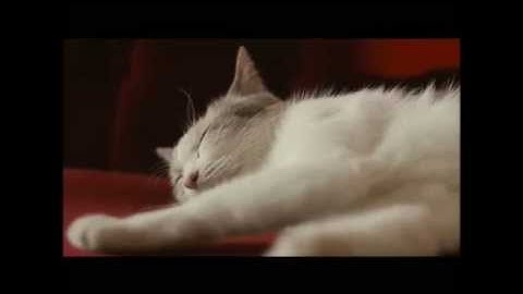 【映画予告編】先生と迷い猫 2015年10月10日