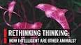 The Fascinating World of Animal Intelligence ile ilgili video