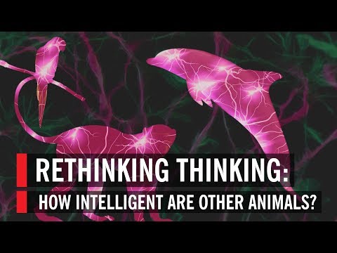 Rethinking Thinking: How Intelligent Are Other Animals?