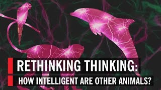 Rethinking Thinking: How Intelligent Are Other Animals?