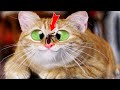 1 Hour of Funniest Cat Videos on the Planet #1 - Best Funny Animal Videos 2022