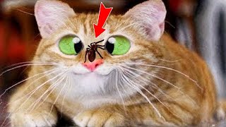 1 Hour of Funniest Cat Videos on the Planet #1  Best Funny Animal Videos 2022