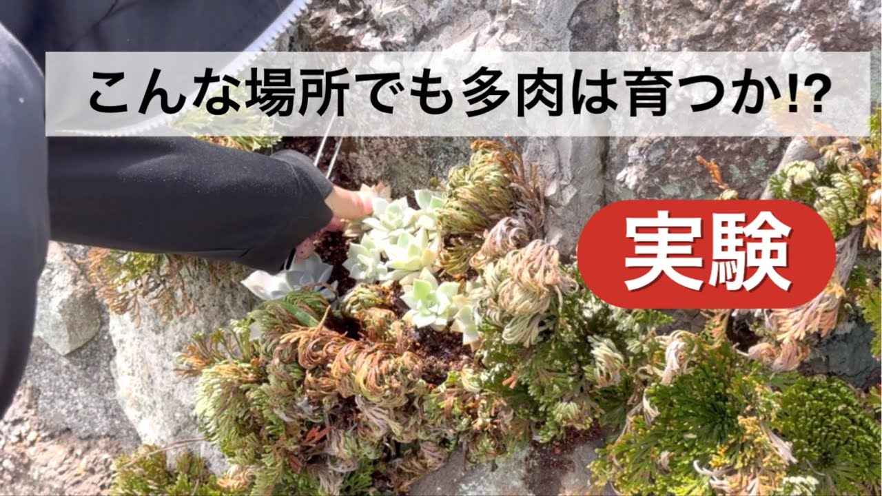 56 【石垣に寄せ植え】多肉の強さが見れるかな？ - YouTube