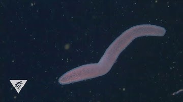 Pyrosomes are free-floating, bioluminescent colonial tunicates