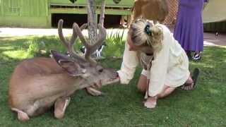 Our wild deer friend Yoda - surprisingly calm - ASMR