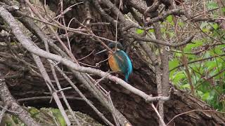 カワセミの鳴き声