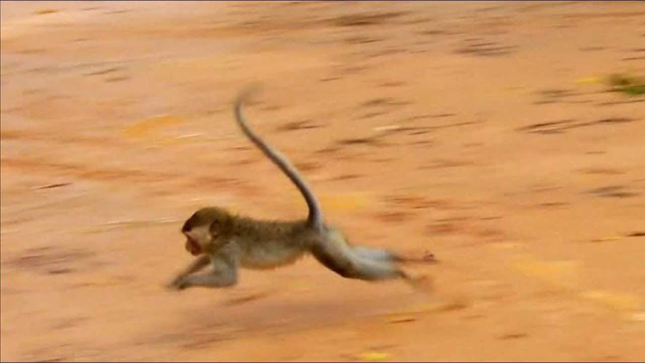 first foundry So Sad To Baby Stony Crying Loudly And Run Very Fast Escapes From King Kong