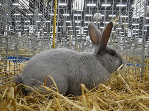 Wideo: Chequered Giant Rabbit