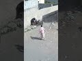 ثور عيد كيف سوا برجال تموت من الضحك في اليمن ثور عيد كيف سوا برجال تموت من الضحك في اليمن