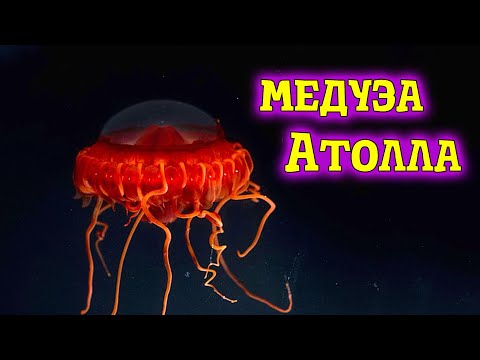 Сияющая тайна.  Загадки и красота медузы Атолла