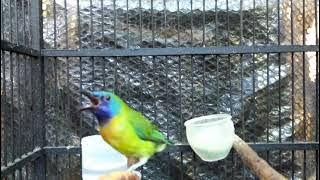 Panjang Nya Tembakan Cucak Kinoi Gacor Full Isian