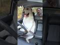 These two are the most pawfect passengers ever! 🥺🐶 I 🎥: IG - @artwood.ig #dogs #car #cute