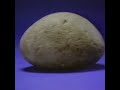 The Pet Rock Video (1985)