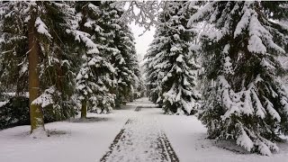 Winter Wonders
