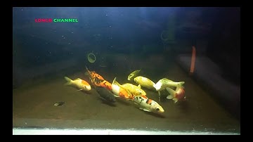 Trị dứt điểm bệnh nấm trắng và thối vây trên KOI - Treatment of white fungus and fin rot on KOI fish