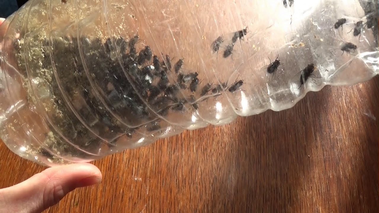 Comment fabriquer un piège à mouches ?