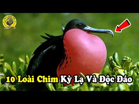 Khám Phá Về
