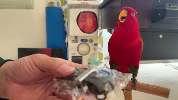 gumi gumi livestream ！