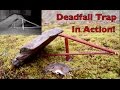 How to make a figure 4 deadfall trap. Deadfall Trap in action catching mice.