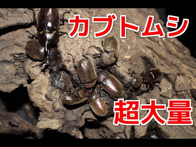 夜の雑木林で大量のカブトムシ 他 Youtube